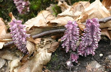 Gewöhnliche Schuppenwurz (Lathraea squamaria) - © Emanuel Trummer